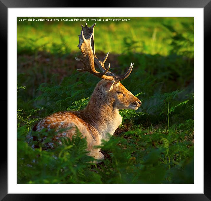 Fallow deer buck at sunrise Framed Mounted Print by Louise Heusinkveld