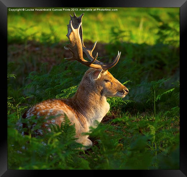 Fallow deer buck at sunrise Framed Print by Louise Heusinkveld