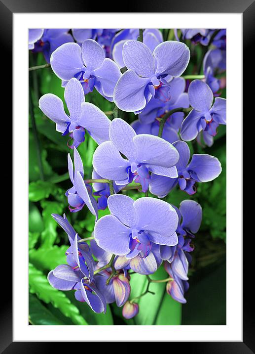 Blue flower Framed Mounted Print by Ruth Hallam