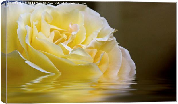 Rose reflection Canvas Print by Thanet Photos