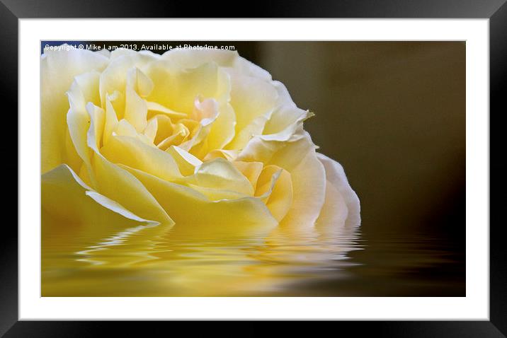 Rose reflection Framed Mounted Print by Thanet Photos