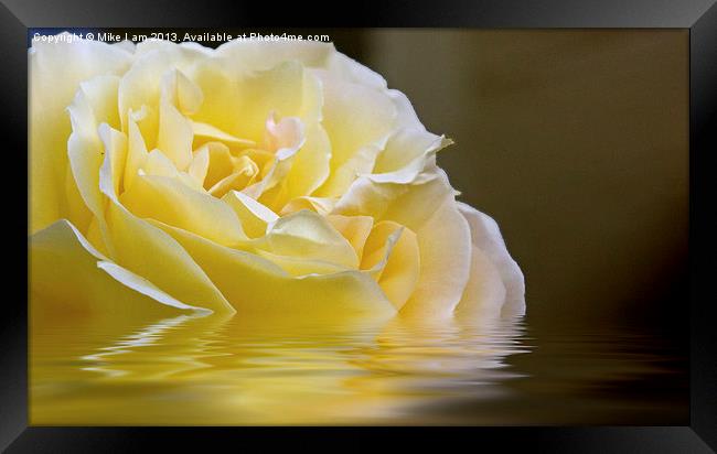 Rose reflection Framed Print by Thanet Photos