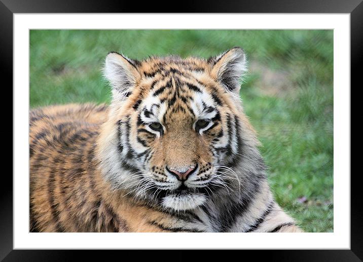 Tiger Framed Mounted Print by Ruth Hallam