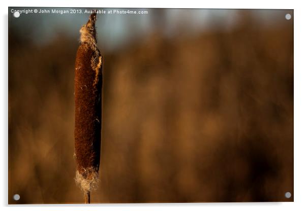 Winter reed. Acrylic by John Morgan