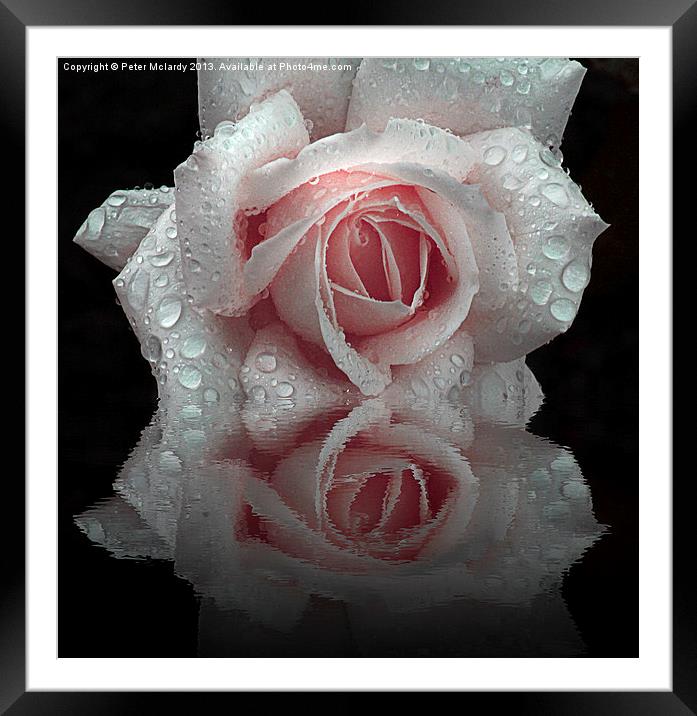 Pink Rose Reflections Framed Mounted Print by Peter Mclardy
