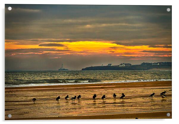 Oystercatchers on the beach Acrylic by Jim Jones