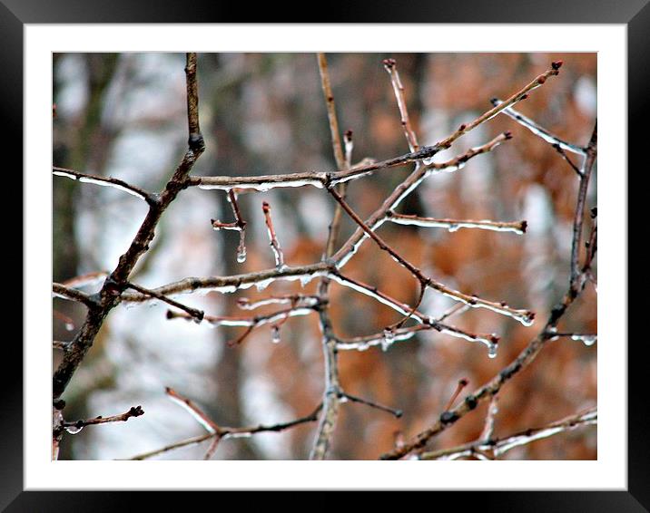 Icy Limbs Framed Mounted Print by Pics by Jody Adams