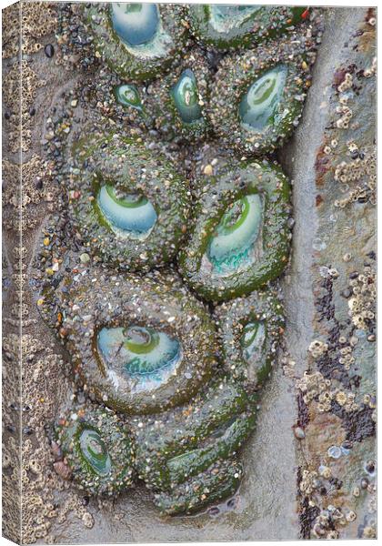 Anemone Eyes, Ruby Beach, Washington Canvas Print by David Roossien