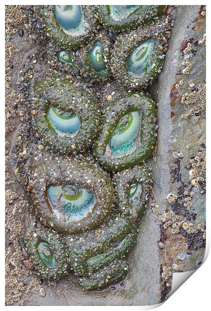 Anemone Eyes, Ruby Beach, Washington Print by David Roossien