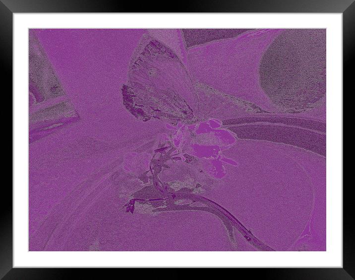 Purple Butterfly Framed Mounted Print by Carmel Fiorentini