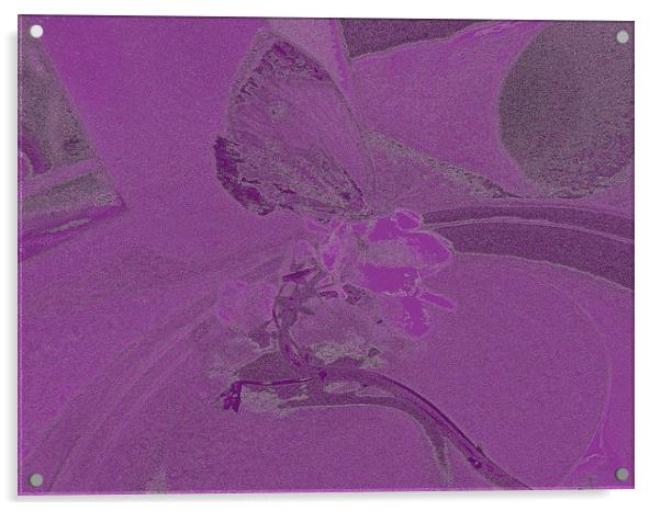 Purple Butterfly Acrylic by Carmel Fiorentini
