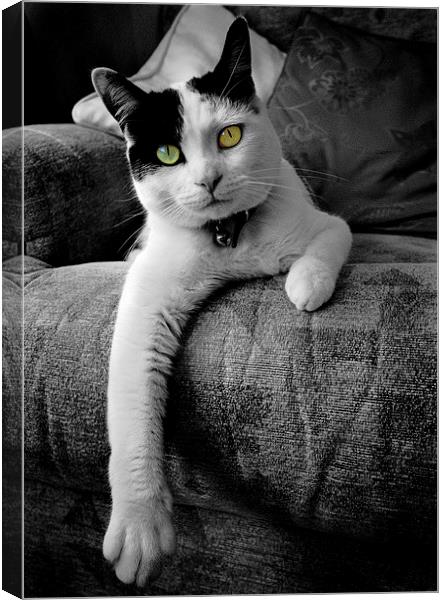 Relaxed Cat Canvas Print by Paul Walker