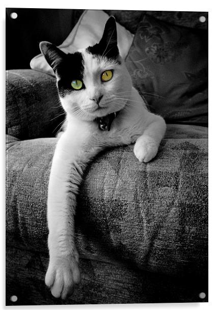 Relaxed Cat Acrylic by Paul Walker