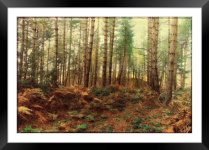 A Stroll In The Woods Framed Mounted Print by Julie Coe