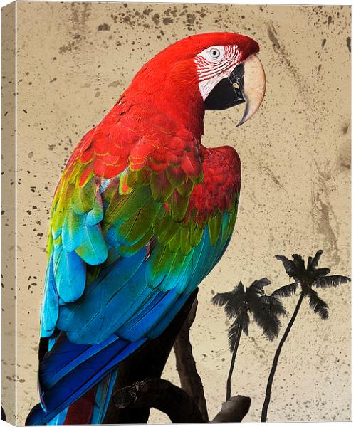 Parrot and Palms Canvas Print by Paul Walker