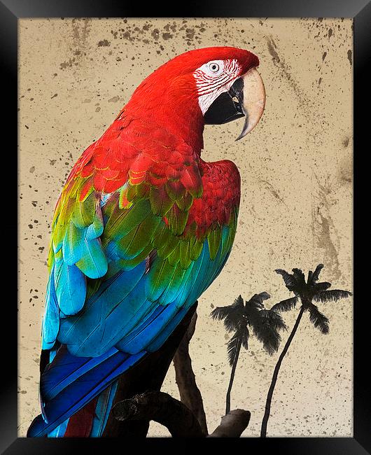 Parrot and Palms Framed Print by Paul Walker