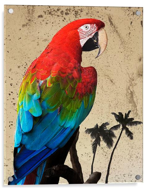 Parrot and Palms Acrylic by Paul Walker
