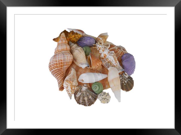 Happy Shells Framed Mounted Print by Judy Hall-Folde