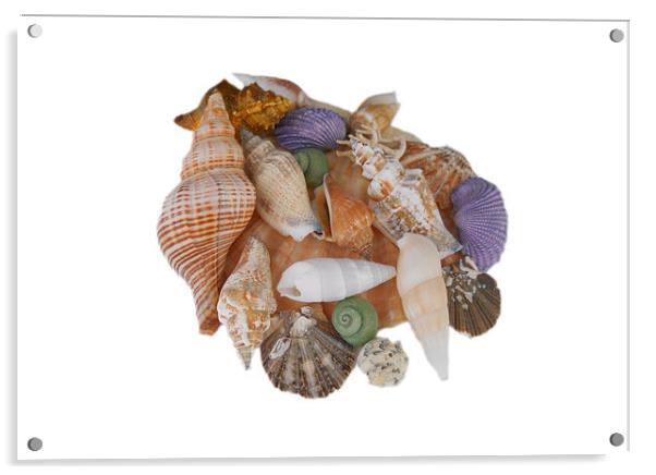 Happy Shells Acrylic by Judy Hall-Folde