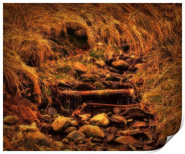 tiny stream Print by sue davies