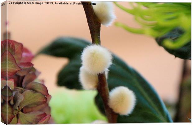 Furry catkin in close up Canvas Print by Mark Draper