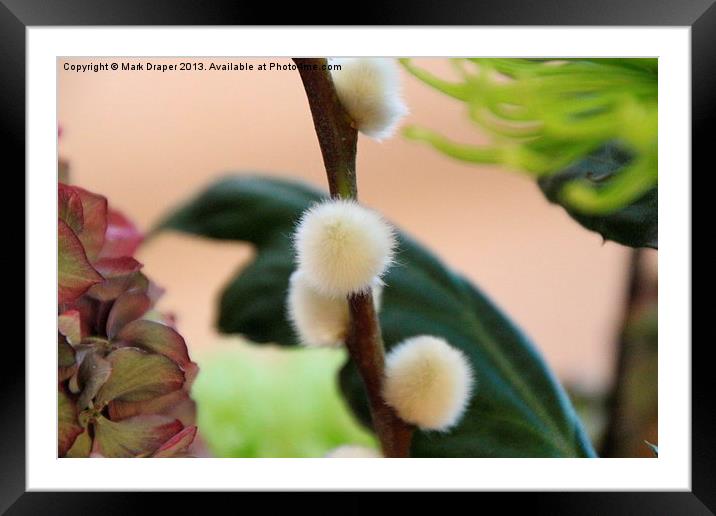 Furry catkin in close up Framed Mounted Print by Mark Draper