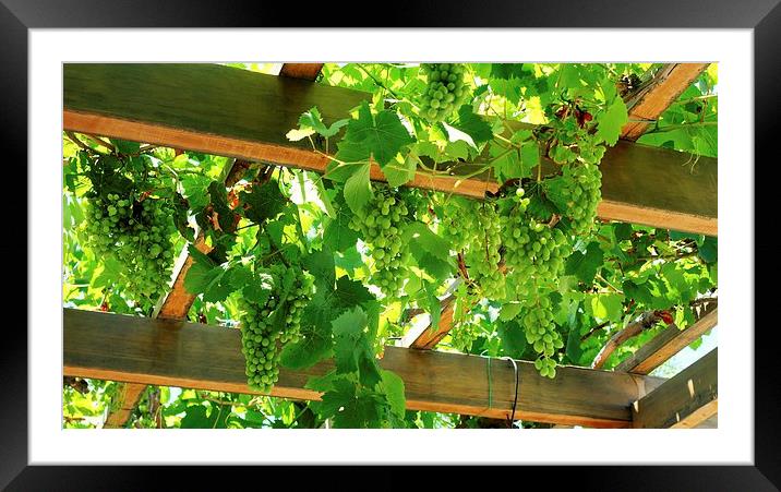 Grapes in the Sun Framed Mounted Print by Mark Hobson