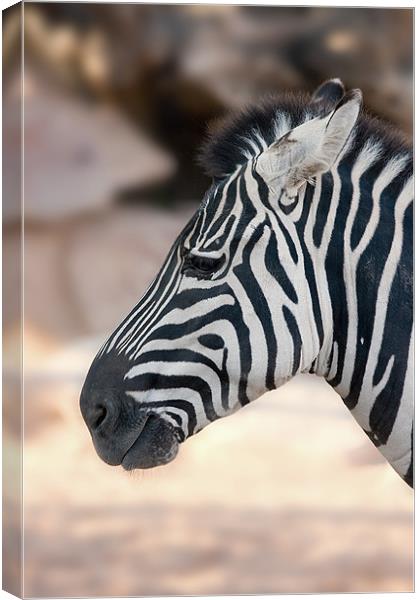 Zebra head Canvas Print by Peter West
