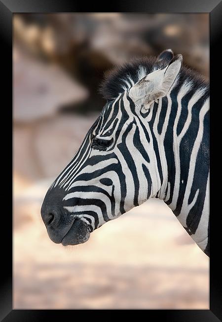 Zebra head Framed Print by Peter West