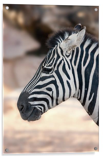Zebra head Acrylic by Peter West