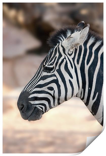 Zebra head Print by Peter West