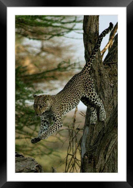 Leaping Leopard Framed Mounted Print by Lindsay Parkin