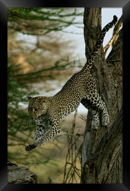 Leaping Leopard Framed Print by Lindsay Parkin