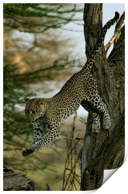 Leaping Leopard Print by Lindsay Parkin