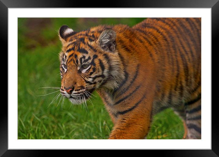 Tiger Framed Mounted Print by Paul Scoullar