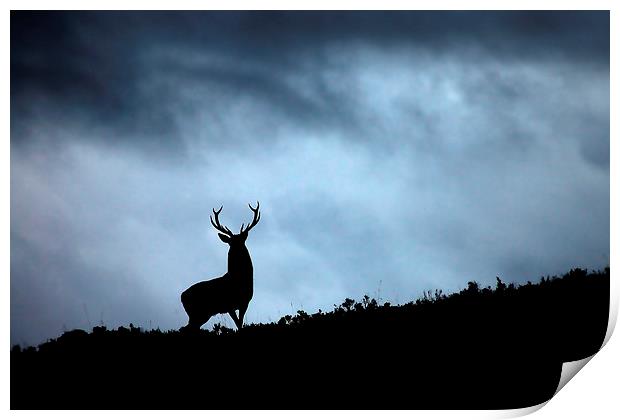 Stag silhouette Print by Macrae Images