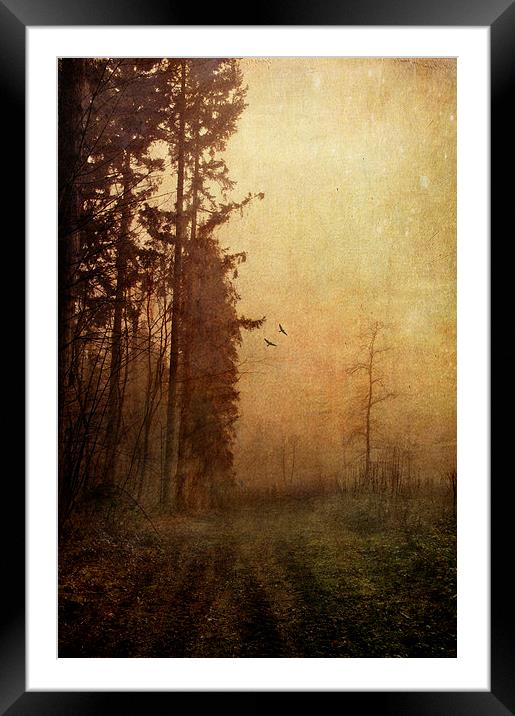 They make me feel very small Framed Mounted Print by Dawn Cox