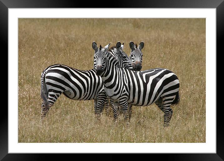 Zebra Framed Mounted Print by Lindsay Parkin