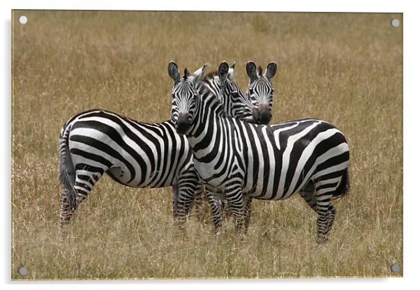 Zebra Acrylic by Lindsay Parkin