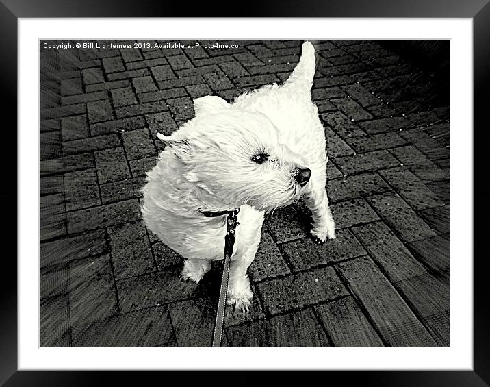Windswept Westie Dog Framed Mounted Print by Bill Lighterness
