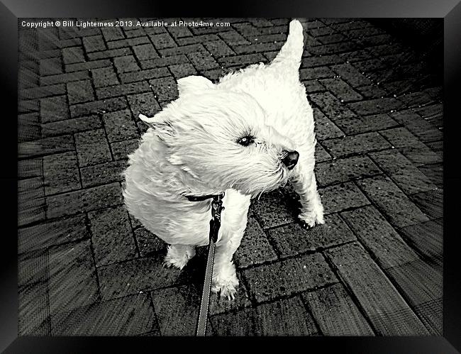 Windswept Westie Dog Framed Print by Bill Lighterness