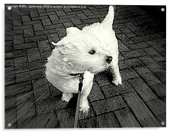 Windswept Westie Dog Acrylic by Bill Lighterness
