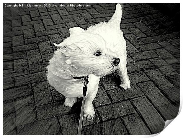 Windswept Westie Dog Print by Bill Lighterness