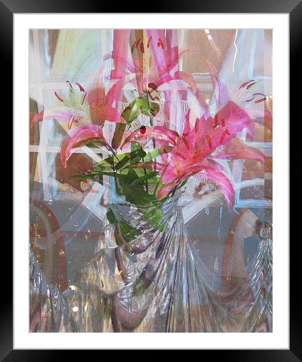 star lillies refraction Framed Mounted Print by joseph finlow canvas and prints