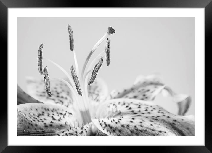 Black and White Lilly Framed Mounted Print by Keith Thorburn EFIAP/b