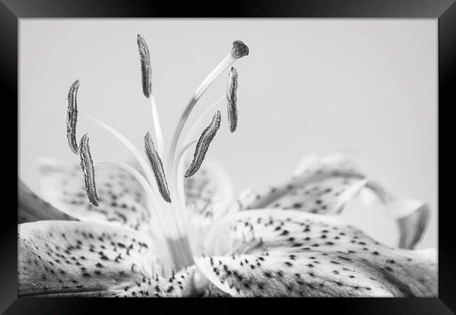 Black and White Lilly Framed Print by Keith Thorburn EFIAP/b