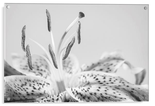 Black and White Lilly Acrylic by Keith Thorburn EFIAP/b