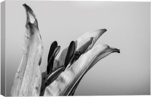Black and White Lilly Canvas Print by Keith Thorburn EFIAP/b