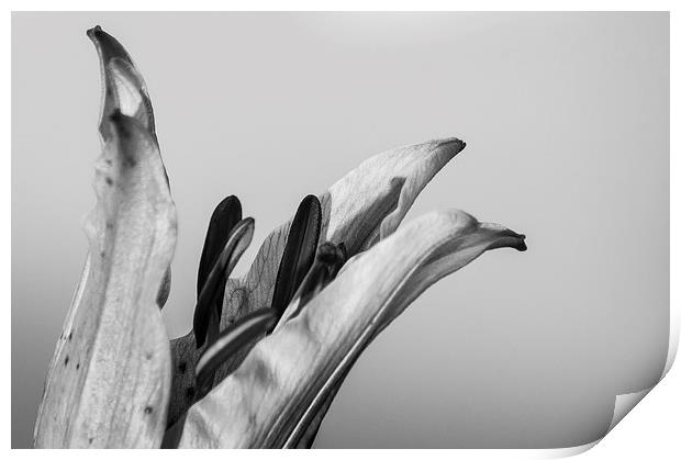 Black and White Lilly Print by Keith Thorburn EFIAP/b