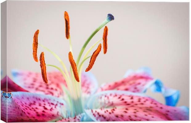Lilly In full colour Canvas Print by Keith Thorburn EFIAP/b
